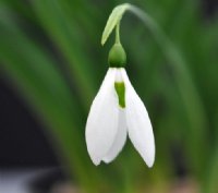 Attractive white flowered Galanthus