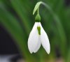 Show product details for Galanthus Edith