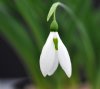 Galanthus Edith