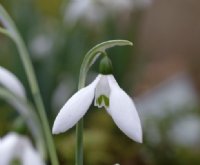 Galanthus elwesii Late Form