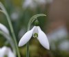 Galanthus elwesii L...