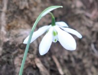 Six big white petals.