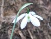 Show product details for Galanthus Godfrey Owen