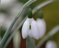 Galanthus elwesii whittallii