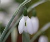 Galanthus elwesii w...