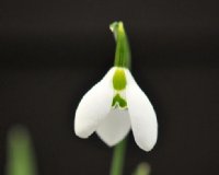 Distinctively marked Galanthus