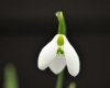Show product details for Galanthus Ermine House