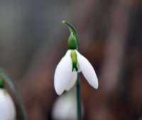 Galanthus Fieldgate Prelude