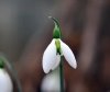 Show product details for Galanthus Fieldgate Prelude