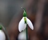 Galanthus Fieldgate...