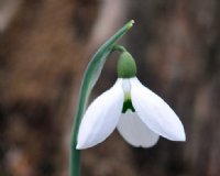 Nice white nodding flowers