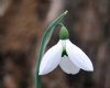 Show product details for Galanthus Florence Baker