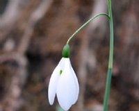 Nice nodding white flowers on long pedicels