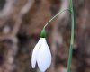 Galanthus Fly Fishing