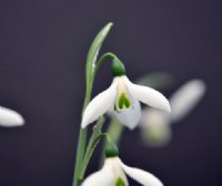 White flowers