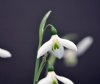 Galanthus Gabriel