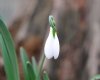 Galanthus George Elwes