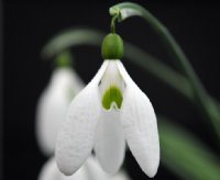 Galanthus Gerard Parker