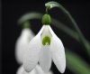 Galanthus Gerard Pa...