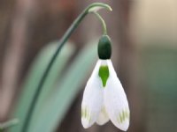 Nice big white flowers