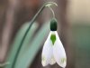 Galanthus Glenchant...