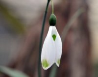 Galanthus Glenchantry Green Twins