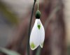 Show product details for Galanthus Glenchantry Green Twins