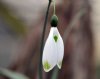 Galanthus Glenchant...