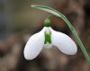 Show product details for Galanthus Glenorma