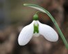 Galanthus Glenorma