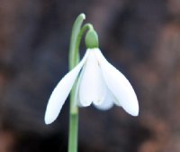 Poculiform hybrid Galanthus