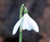 Show product details for Galanthus Gloria