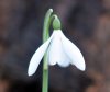 Galanthus Gloria