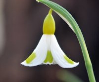 Top of the range hybrid yellow Galanthus