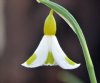 Show product details for Galanthus Golden Fleece