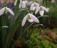 Galanthus Green Necklace