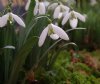 Galanthus Green Nec...