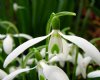 Galanthus Green Teeth