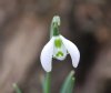 Galanthus Heffalump