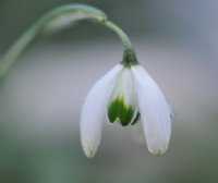 Galanthus Jaquenetta