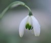 Show product details for Galanthus Jaquenetta