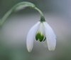 Galanthus Jaquenetta