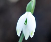 Light green markings to the outer petals