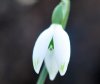 Galanthus Jessica