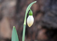 Nice big white flowers