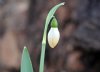 Show product details for Galanthus Joy Cozens