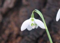 Galanthus Kingston Double