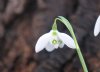 Show product details for Galanthus Kingston Double