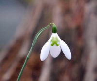 Galanthus Lapwing