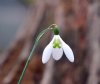 Galanthus Lapwing